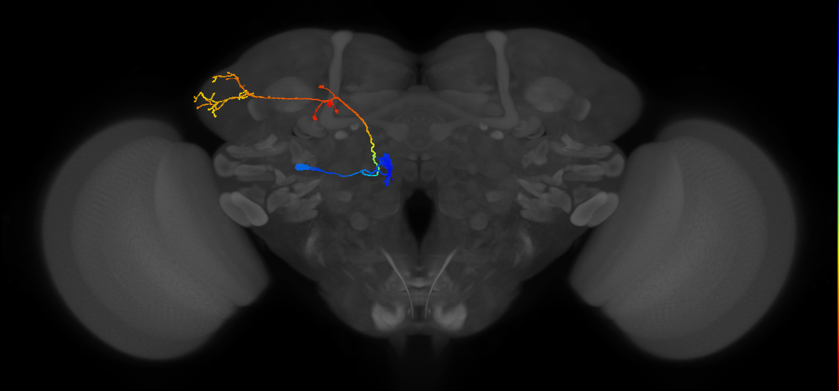 DM5_lPN