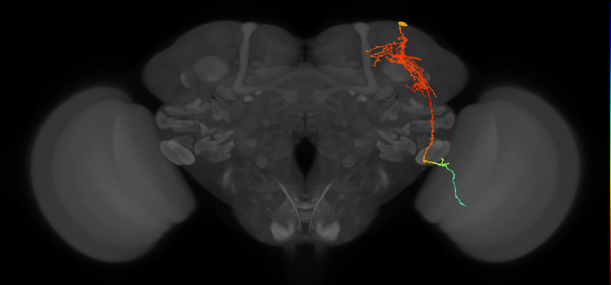 CCHamide-1 neuron