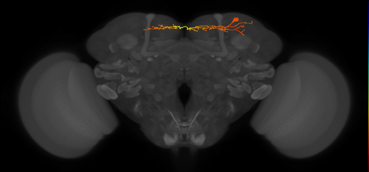 DN1pA_R (MaleCNS:31303)