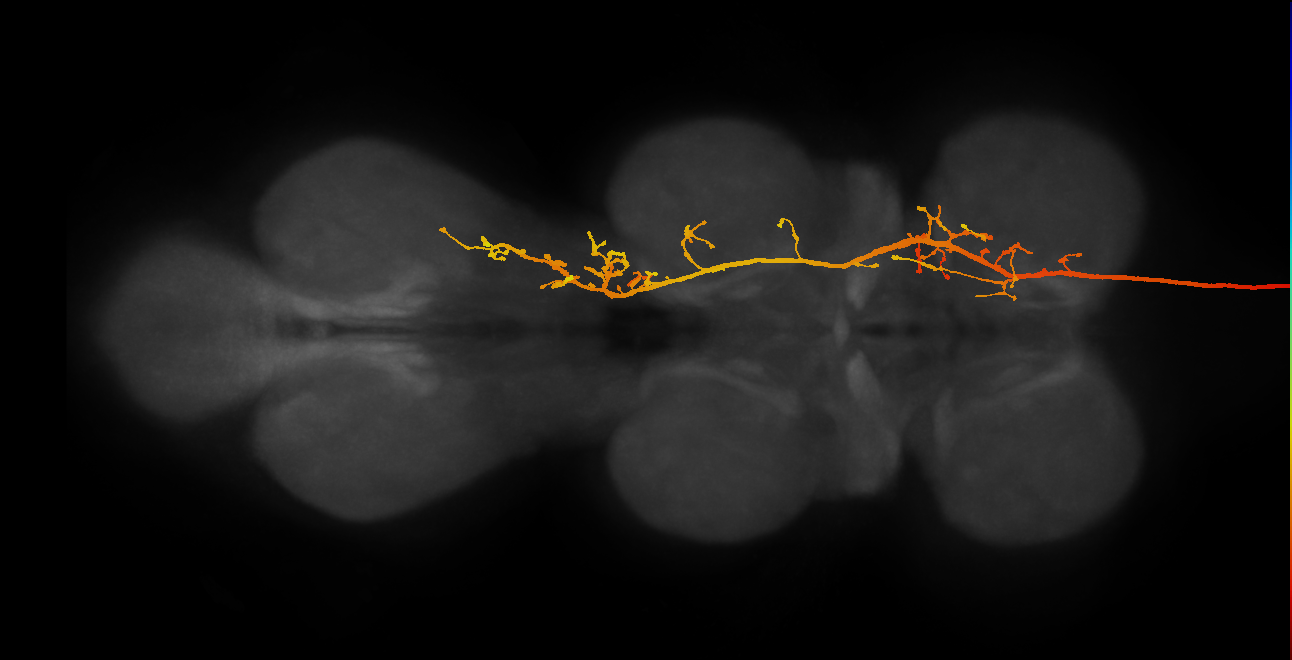 DNa16(PS014)_R (MaleCNS:10543)