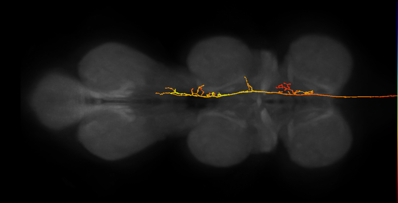DNae010(PS016)_R (MaleCNS:11770)