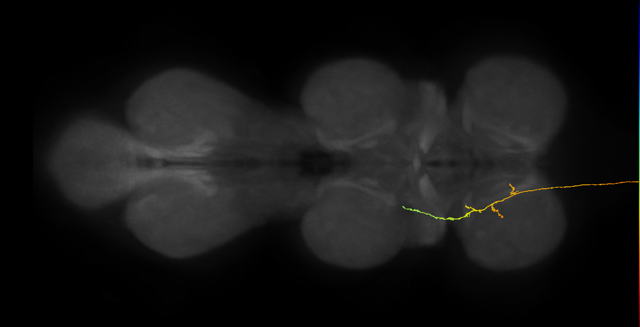 DNde003(LAL106)_L (MaleCNS:11232)