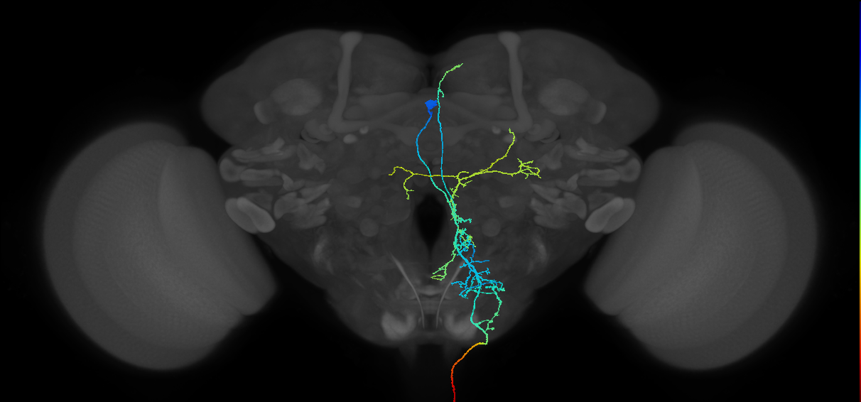 descending neuron of the outside anterior cluster DNde007