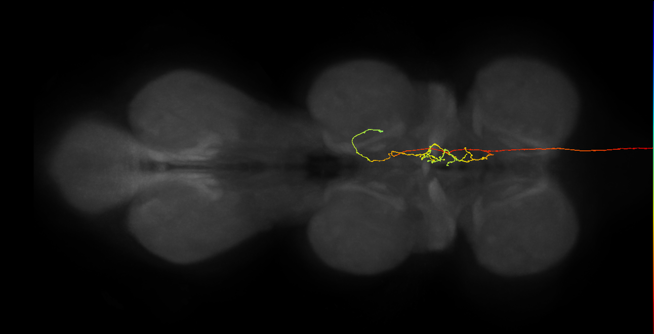 DNg01_c_R (MaleCNS:27254)