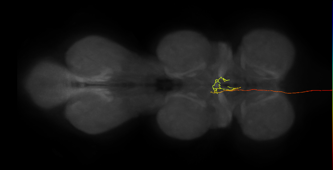 DNg01_unclear_L (MaleCNS:309831)