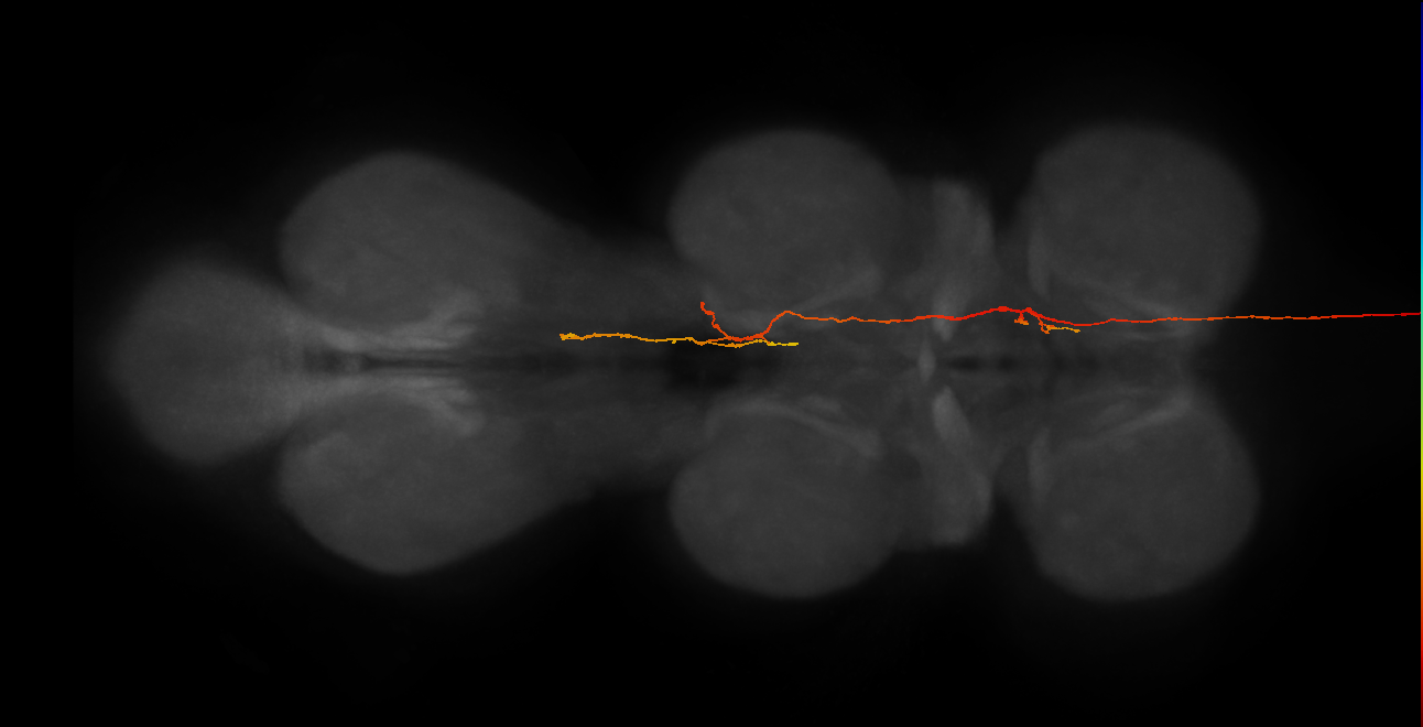 NB6-1 lineage neuron