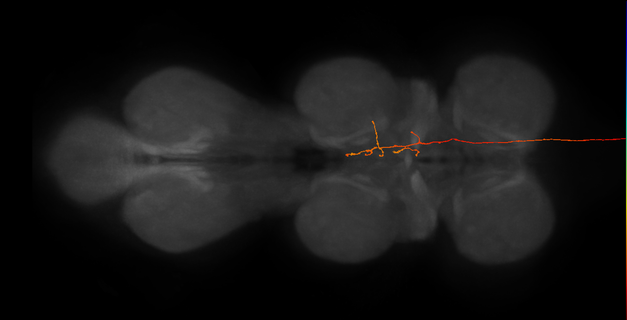 DNg06_R (MaleCNS:69409)