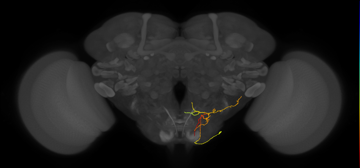 Notch ON hemilineage neuron