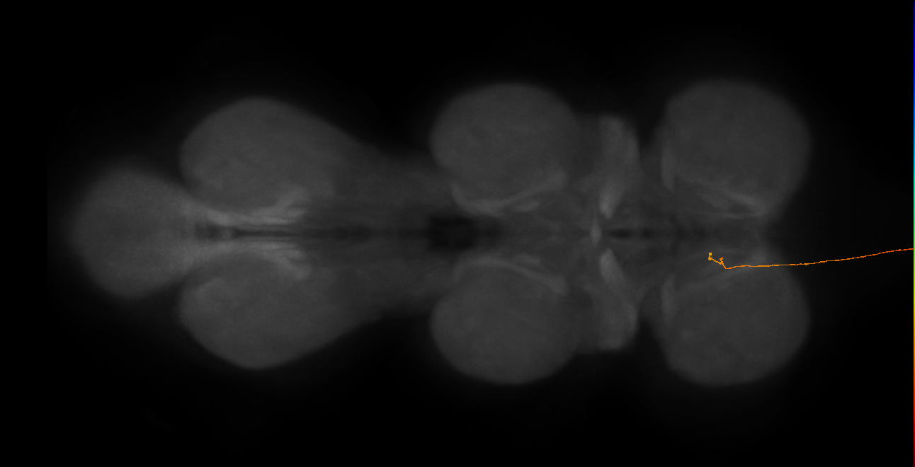 DNg08_L (MaleCNS:411306)
