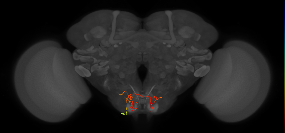 DNg10_L (MaleCNS:293452)