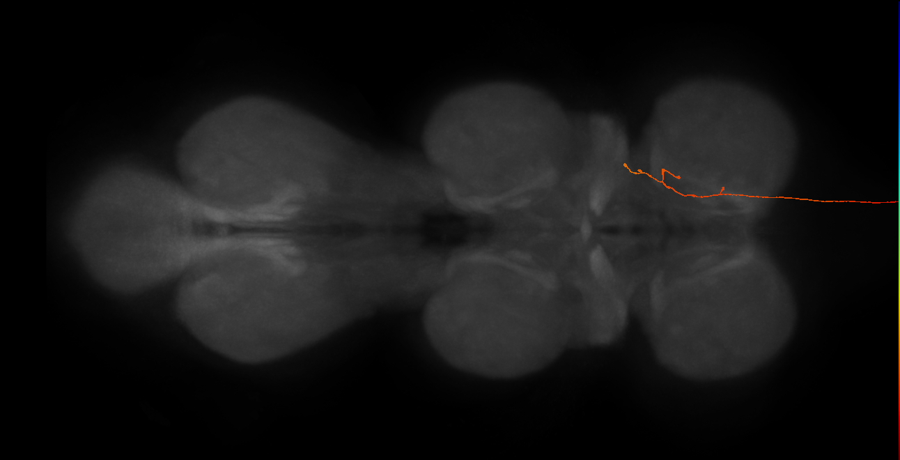 DNg10_L (MaleCNS:293452)