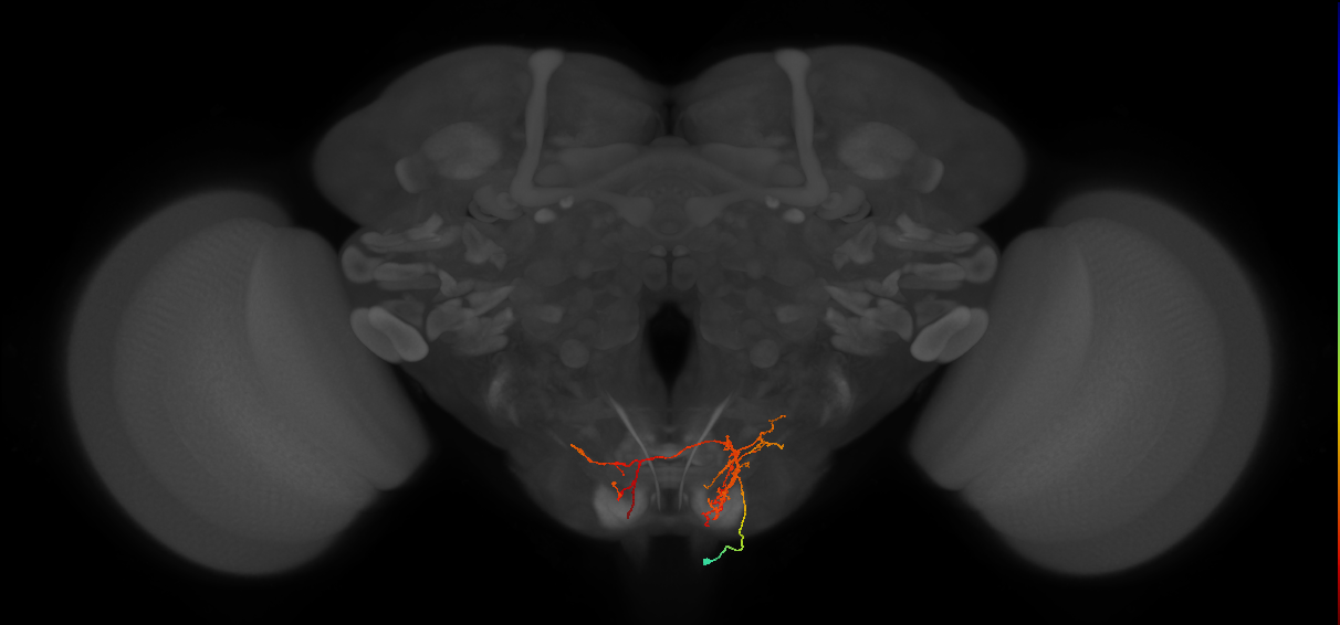 DNg10_R (MaleCNS:48924)