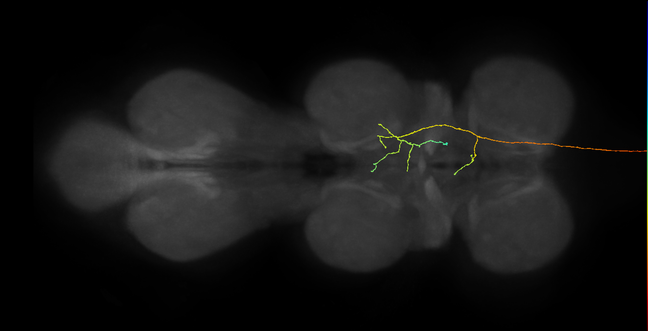 DNg106_R (MaleCNS:13891)
