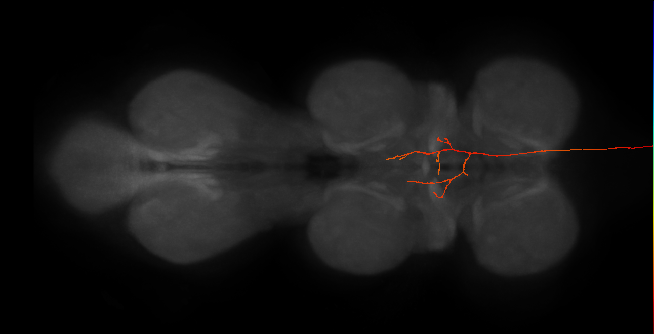 DNg110_R (MaleCNS:20923)