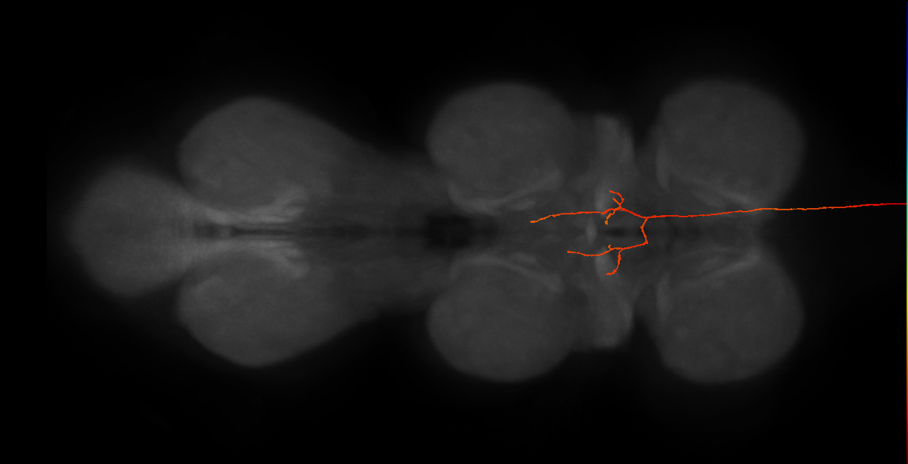DNg110_R (MaleCNS:22692)