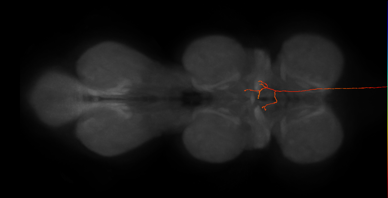 DNg110_R (MaleCNS:28678)