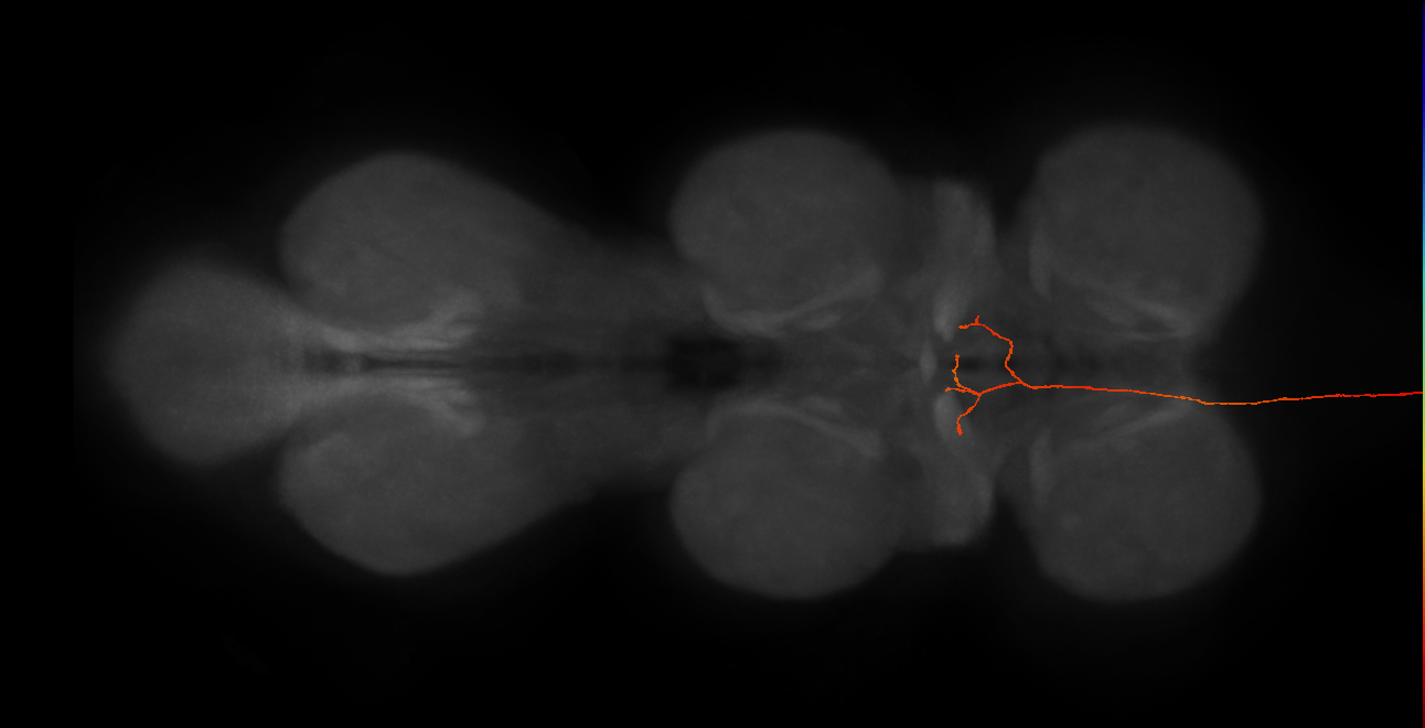 DNg110_L (MaleCNS:42178)