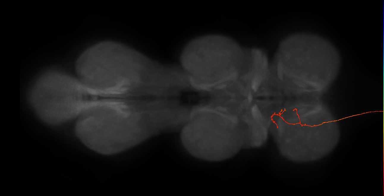 NB6-1 lineage neuron