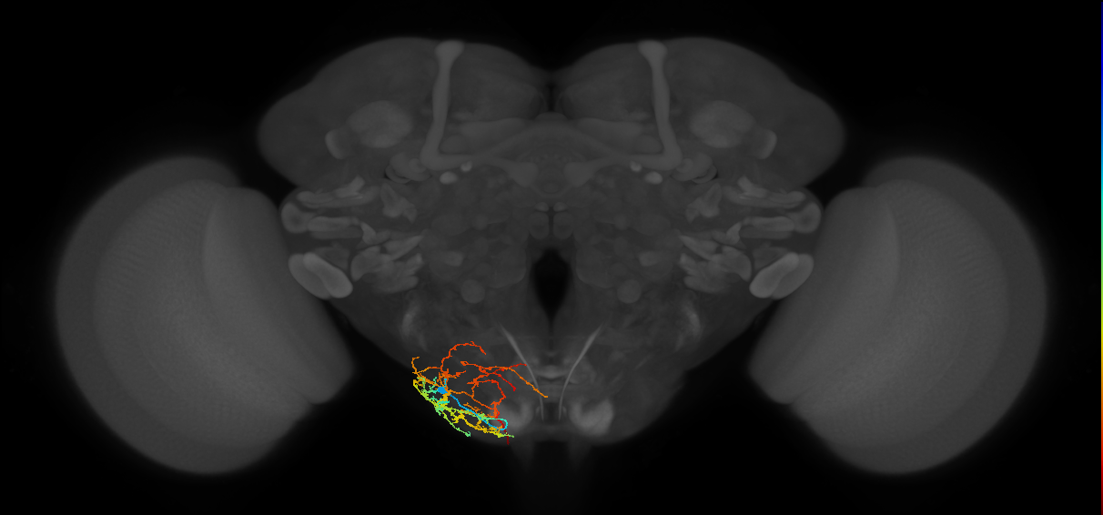 DNg12_a_L (MaleCNS:326964)