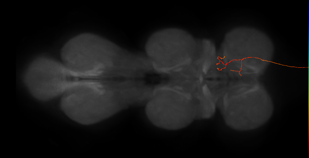 DNg12_a_R (MaleCNS:24961)