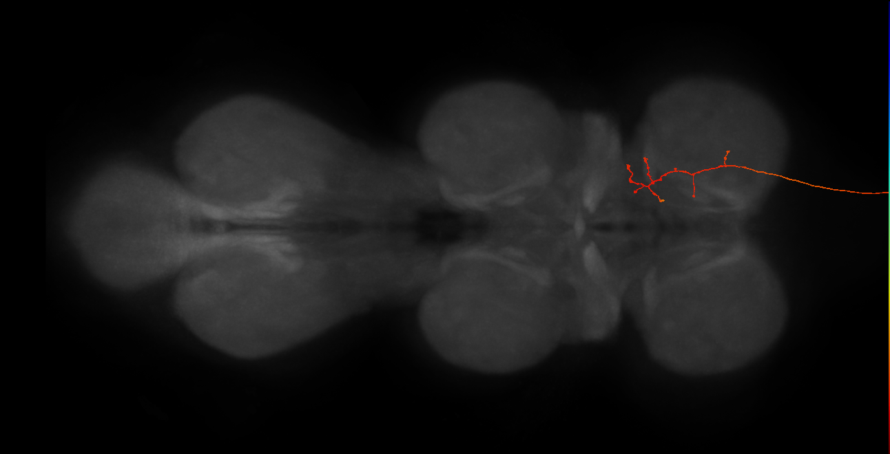 DNg12_a_R (MaleCNS:531434)