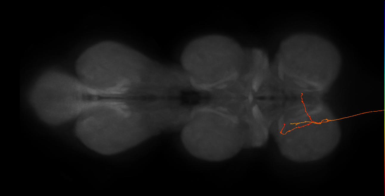 DNg12_b_L (MaleCNS:40701)