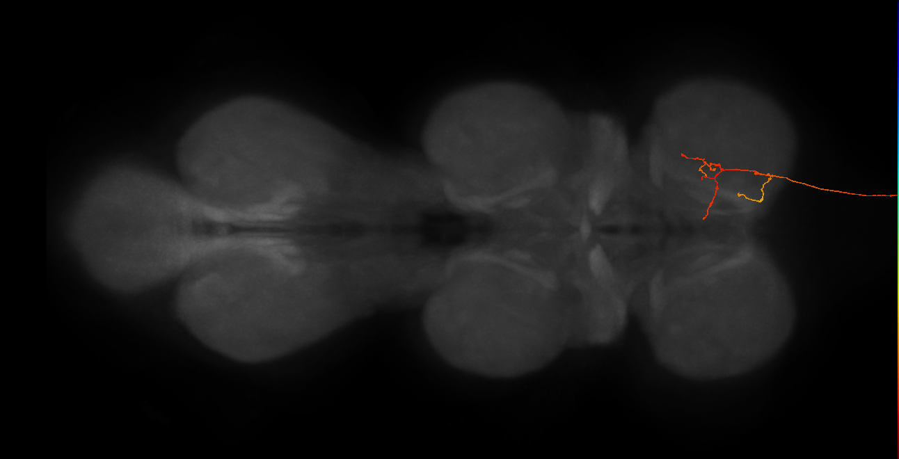 DNg12_b_R (MaleCNS:37686)
