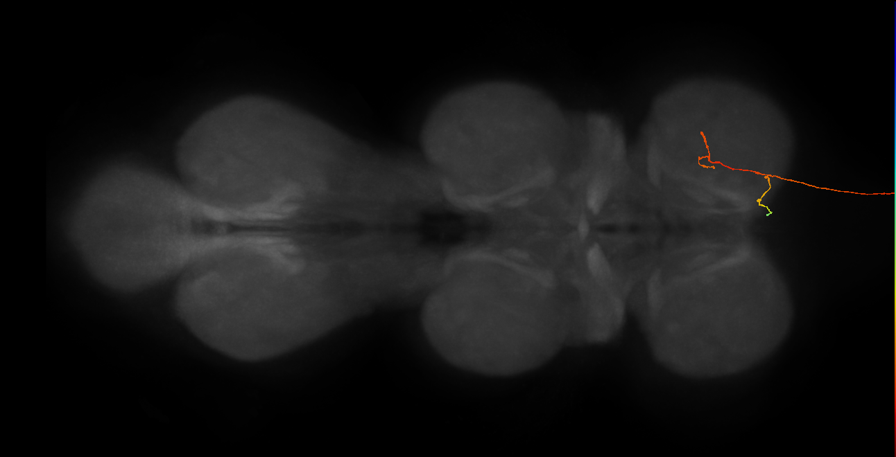 DNg12_b_R (MaleCNS:482128)