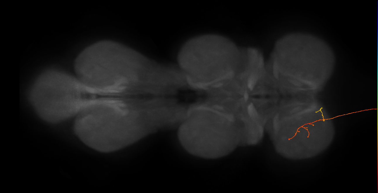 DNg12_b_L (MaleCNS:48408)