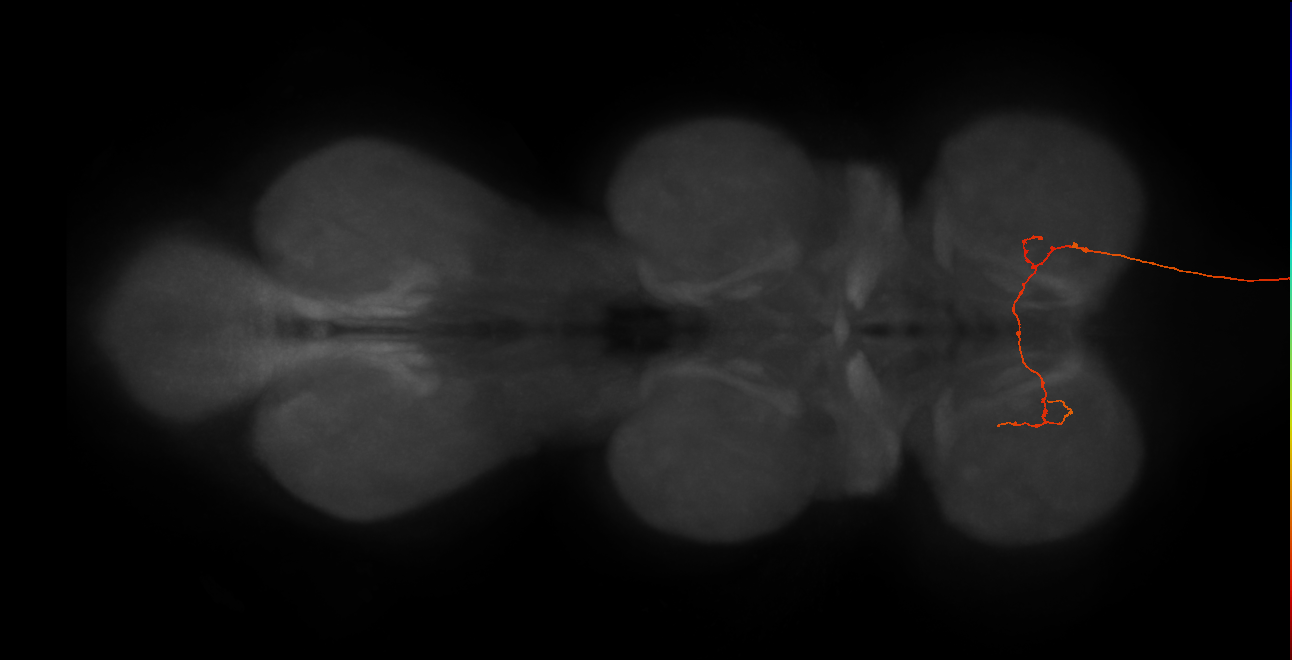 DNg12_b_R (MaleCNS:36379)
