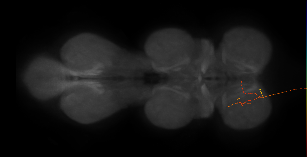 DNg12_b_L (MaleCNS:322714)