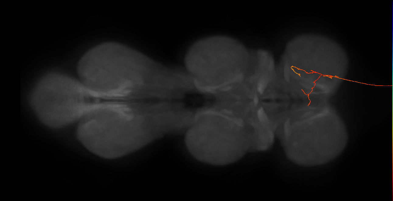 DNg12_b_R (MaleCNS:47285)