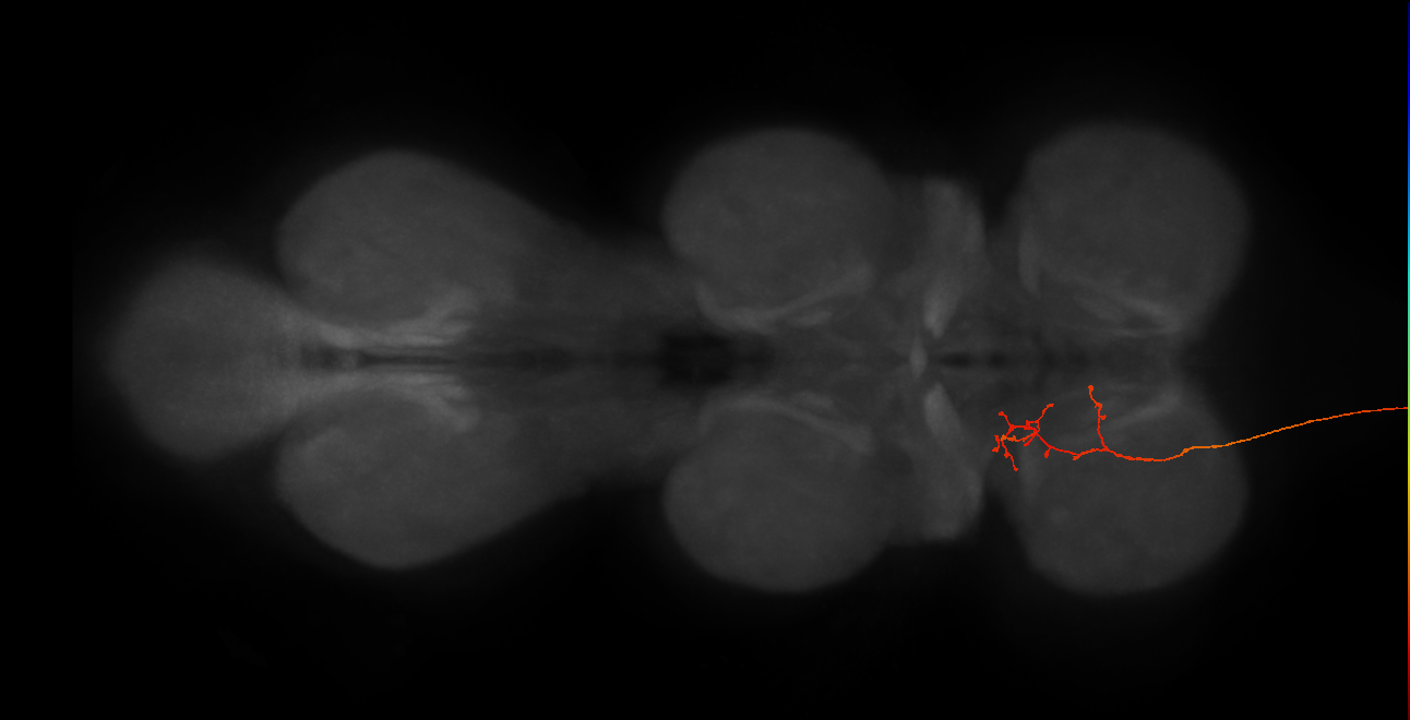 DNg12_c_L (MaleCNS:24619)