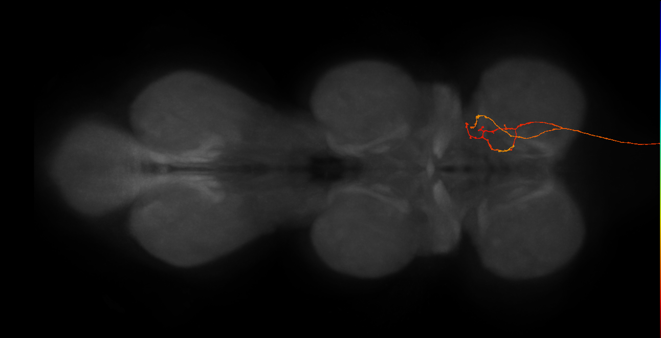 NB6-1 lineage neuron