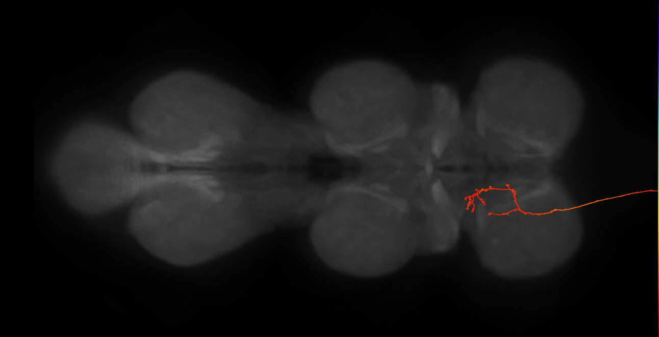 DNg12_d_L (MaleCNS:544361)