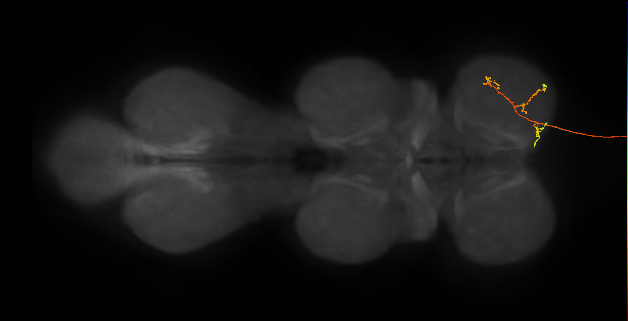 DNg12_e_R (MaleCNS:22564)