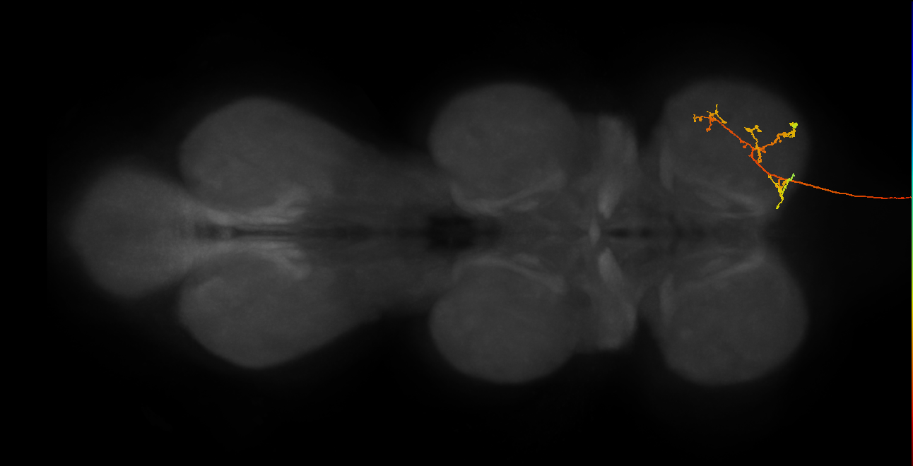 DNg12_e_R (MaleCNS:20129)