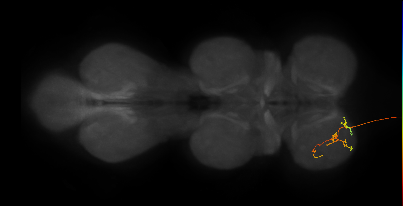 DNg12_e_L (MaleCNS:55021)