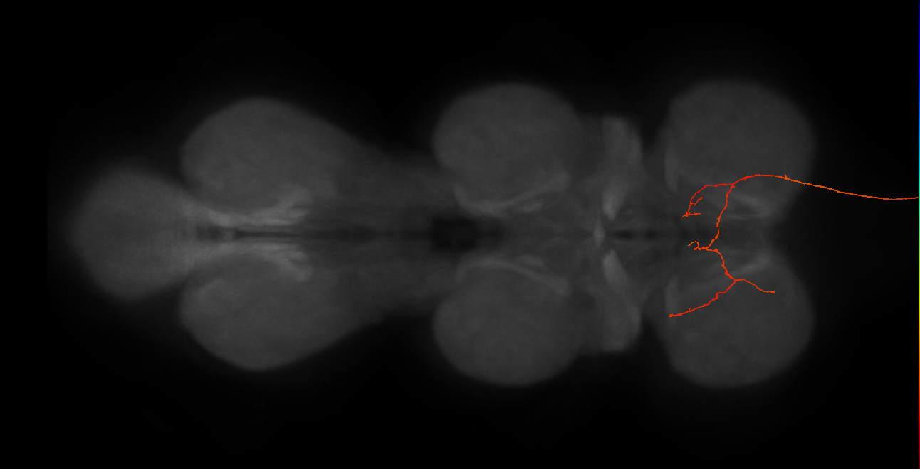 DNg12_f_R (MaleCNS:24880)