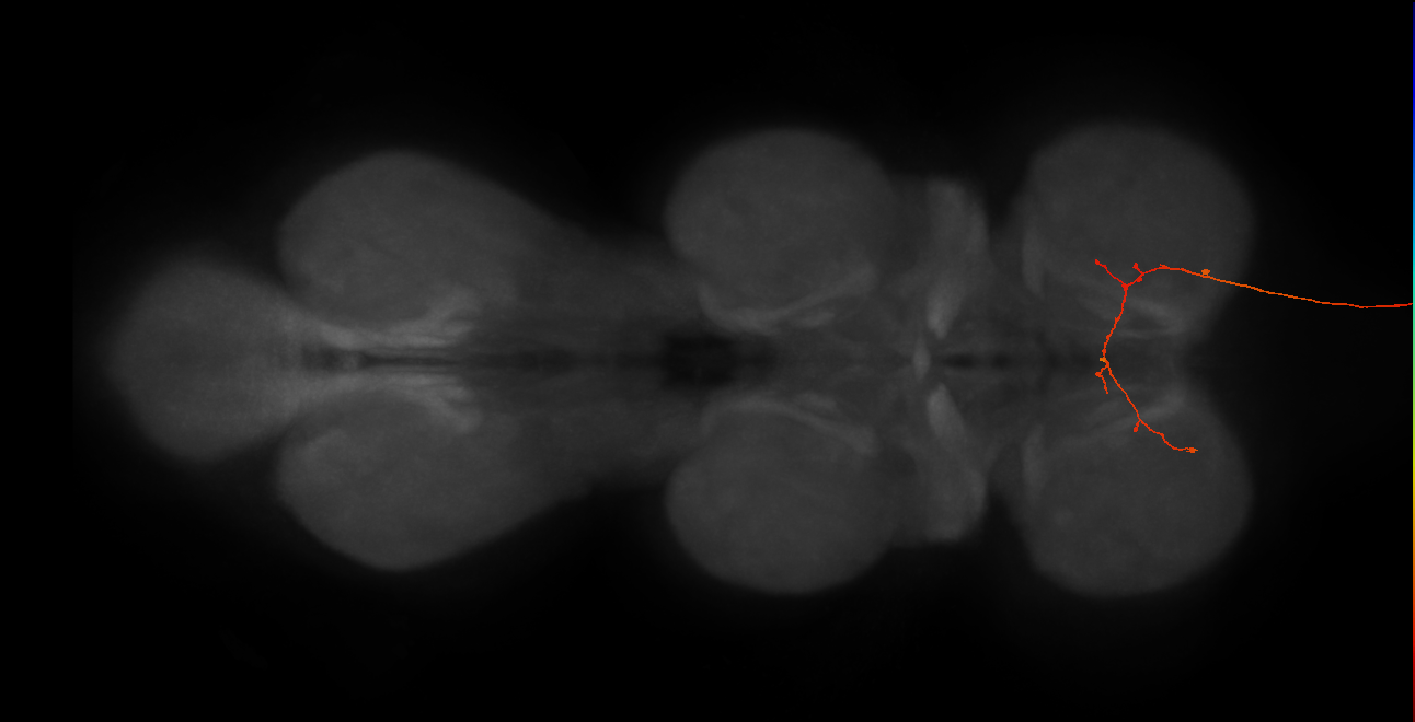 DNg12_f_R (MaleCNS:26441)