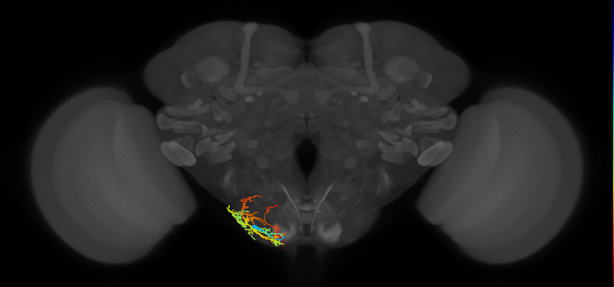 Notch ON hemilineage neuron