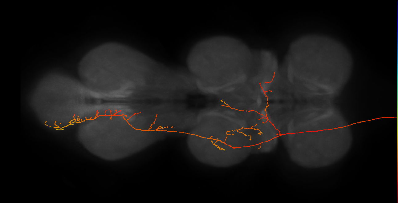 DNg26_R (MaleCNS:12775)