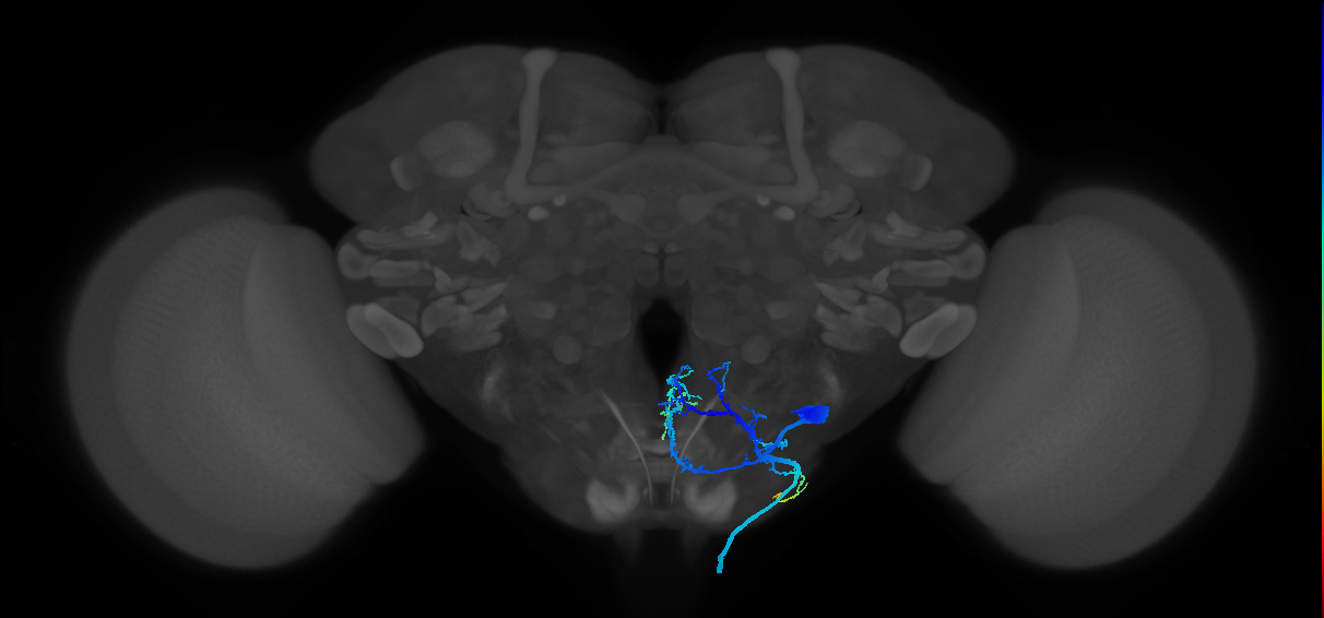 serotonergic SE1 neuron