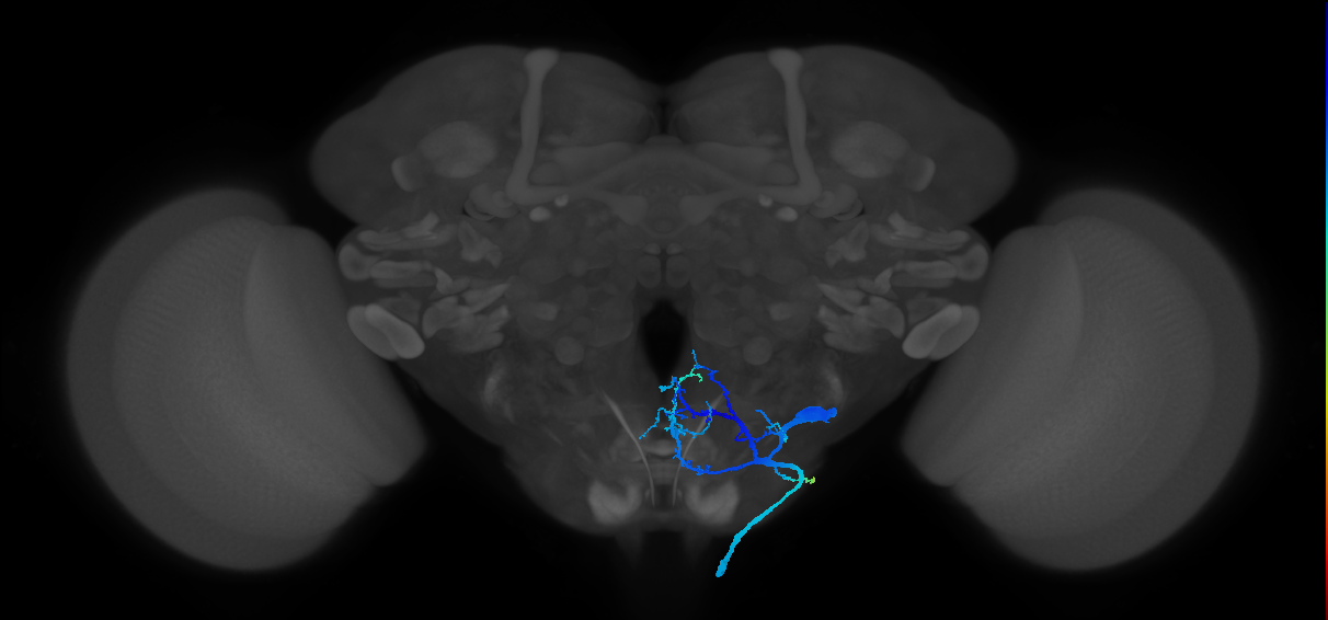 serotonergic SE1 neuron