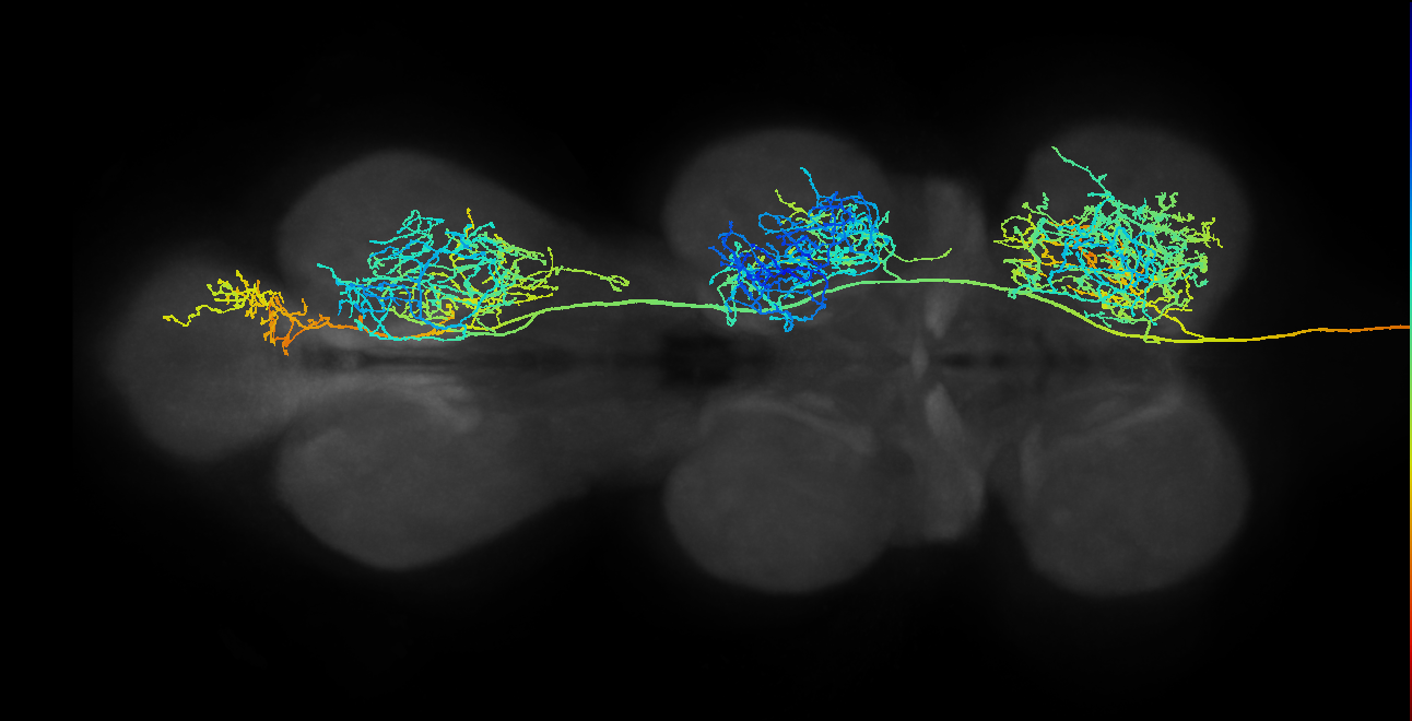 adult octopaminergic and glutamatergic neuron