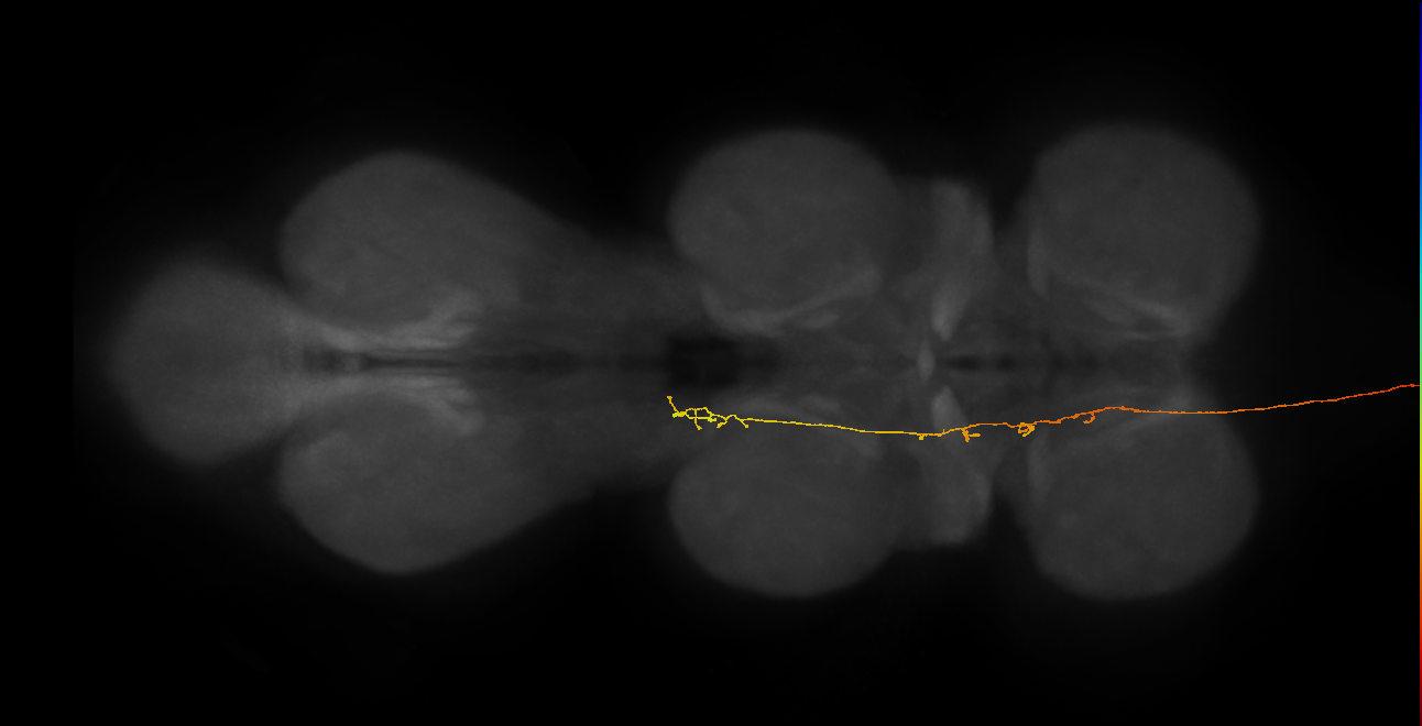 DNg36_b_R (MaleCNS:56587)