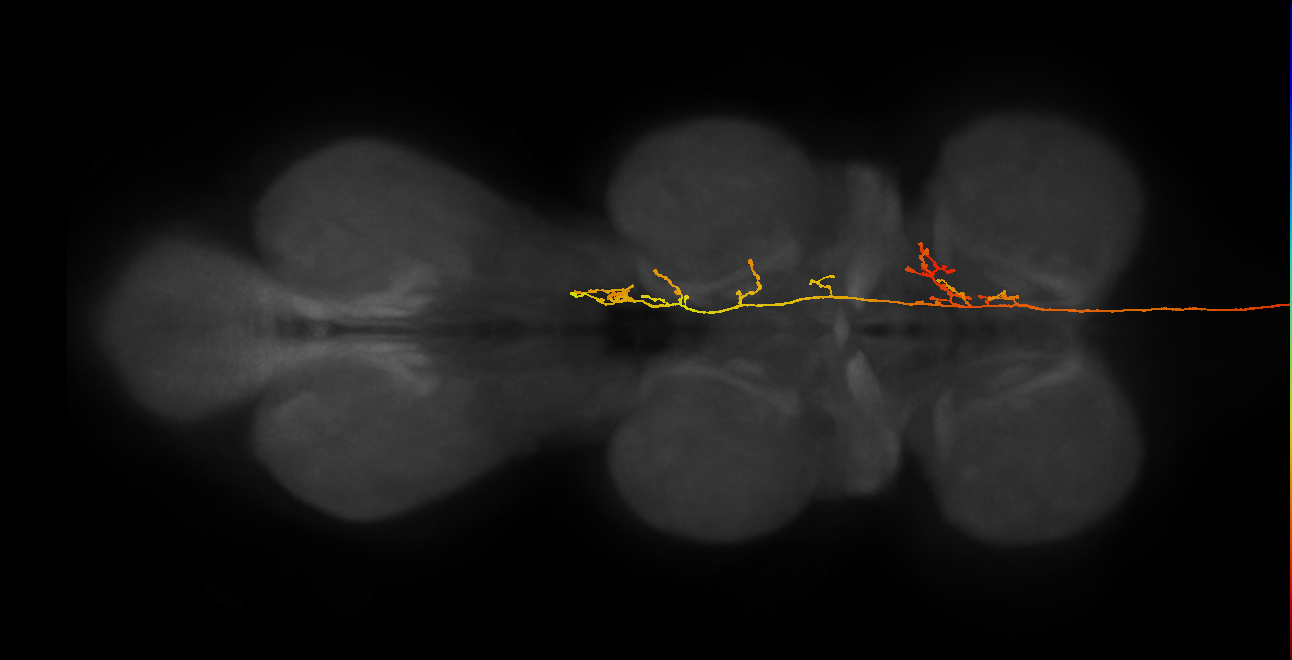 DNg42_L (MaleCNS:14046)