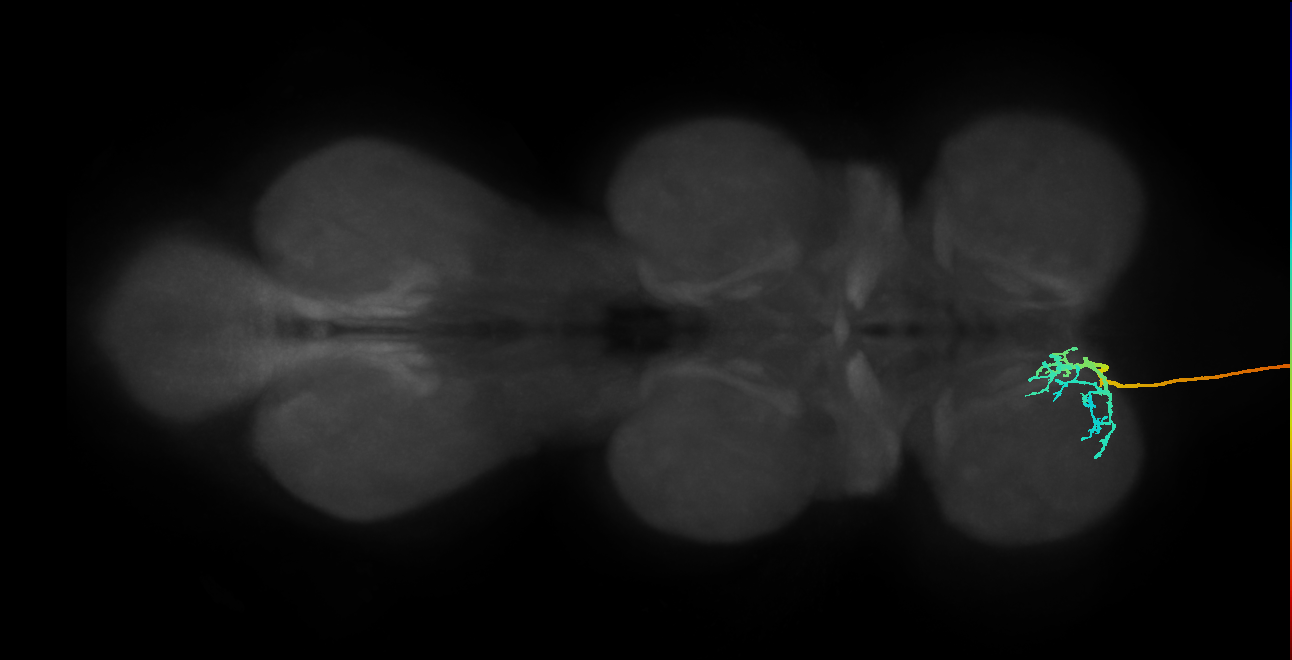 DNg48_R (MaleCNS:12465)