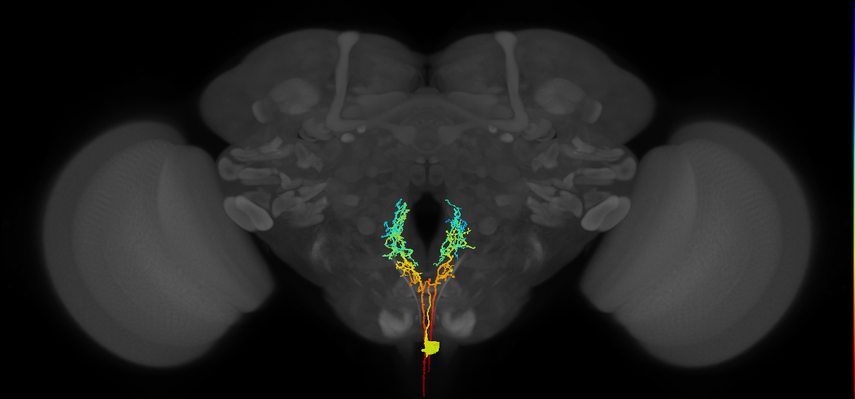 adult labial octopaminergic VM neuron
