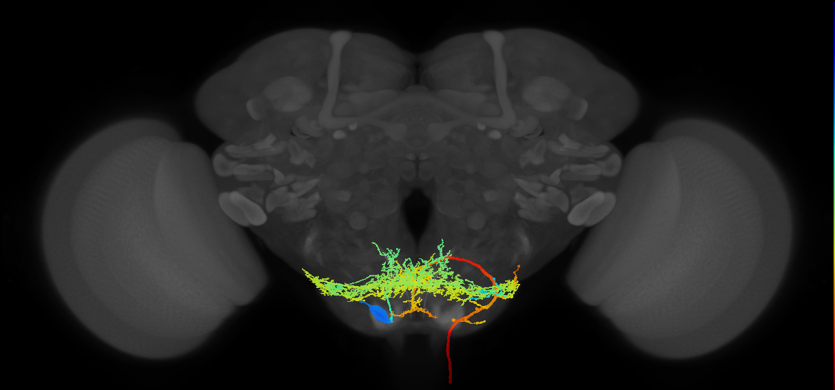descending neuron of the gnathal ganglion DNg74_b